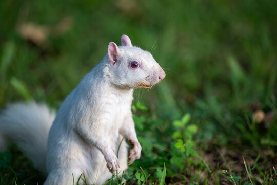A rare white squirrel in a park in Olney, Illimois