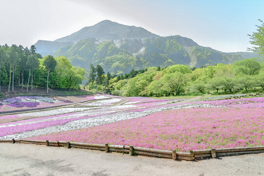 羊山公園の丘一面に広がる美しい芝桜の絨毯と遠くに望む秩父の山並み/A Beautiful Carpet of Moss Phlox Expanding All Over the Hill of Hitsujiyama Park and Chichibu Mountain Range Viewed in the Distance