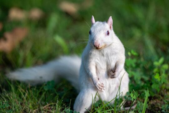 A rare white squirrel in a park in Olney, Illimois