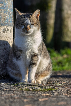 crogiolarsi al sole