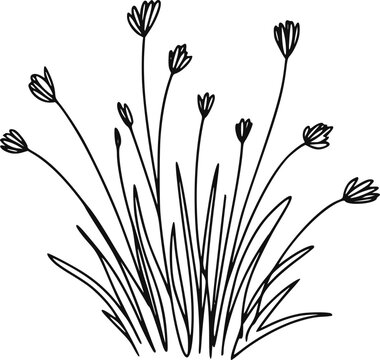 きれいな白い背景に描かれた野草と小さな花の手描きのシンプルな白黒イラスト