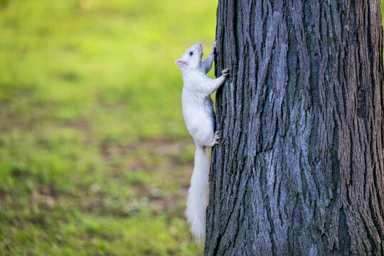 A rare white squirrel in a park in Olney, Illimois