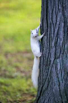 A rare white squirrel in a park in Olney, Illimois