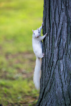 A rare white squirrel in a park in Olney, Illimois