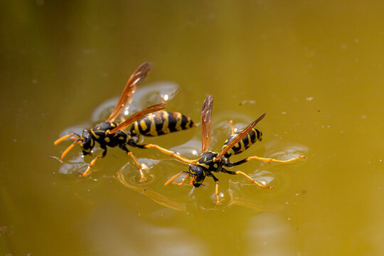 Two yellow jacket wasps (Vespinae) are standing on the surface of yellow-tinted water, using their legs to distribute their weight and sip water, observing the principles of surface tension in nature