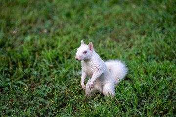 Fototapeta premium A rare white squirrel in a park in Olney, Illimois