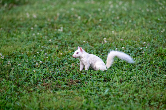 A rare white squirrel in a park in Olney, Illimois