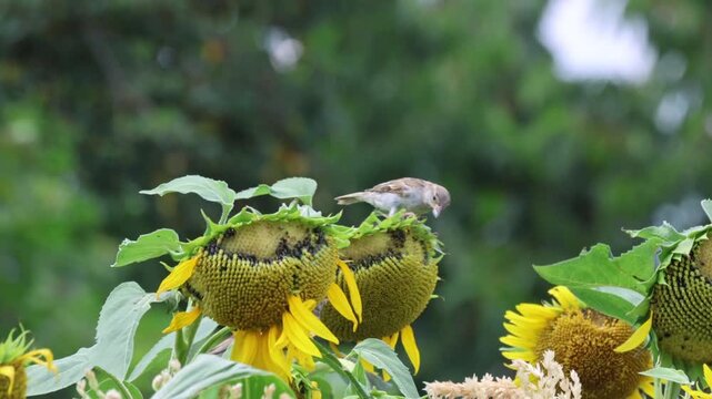 House sparrow defending its food and fighting off an intruder bird on a sunflower head, competition concept