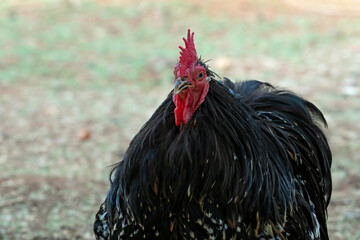 close up portrait of a a Black Australorp cockerel © DS light photography