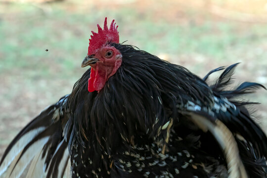 close up portrait of a a Black Australorp cockerel