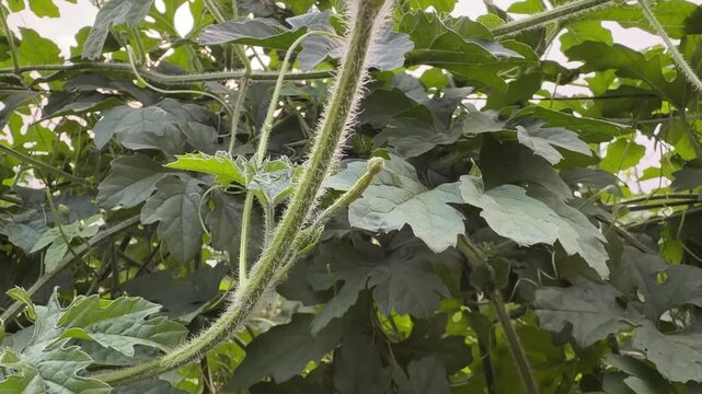 Tiny bumpy bitter melon fruit growing on vine with green leaves supported by trellis strings.