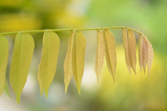 Fresh Bilimbi Leaves