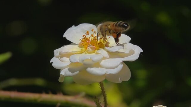  Bee, on white rose Flower. Honeybee and Rose. slow-motion.

