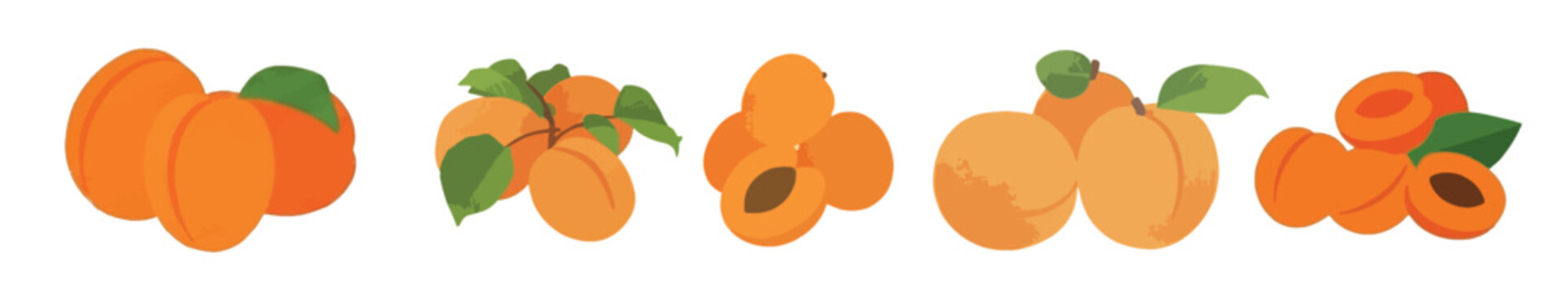 Fresh apricot fruit set with leaves and halves, sweet organic peach vector illustration for juice and jam packaging.