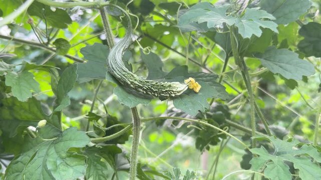 Tiny bumpy bitter melon fruit growing on vine with green leaves supported by trellis strings.