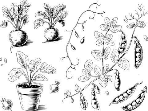 Conjunto dibujado a mano con verduras frescas del jard&iacute;n como r&aacute;banos, vainas de guisantes y pl&aacute;ntulas de plantas en macetas