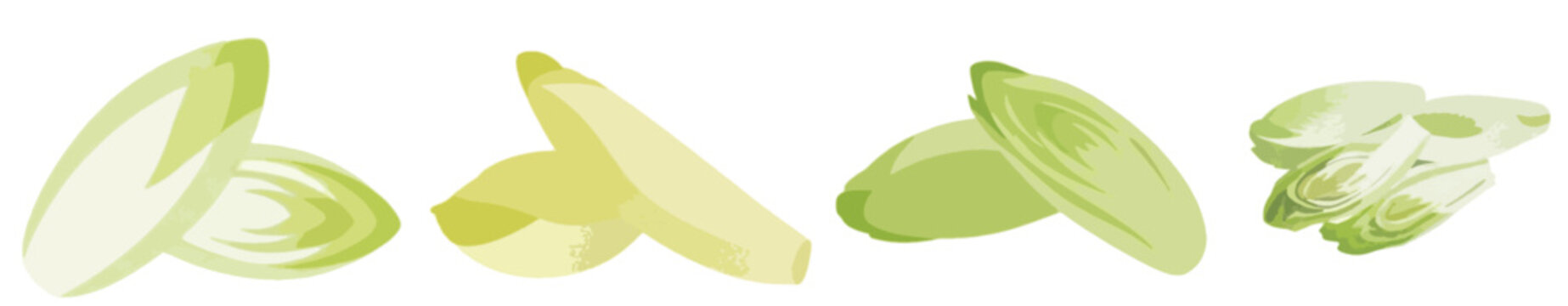 Fresh Belgian endive set, chicory leaves and sliced witloof vegetable for healthy salad vector illustration.