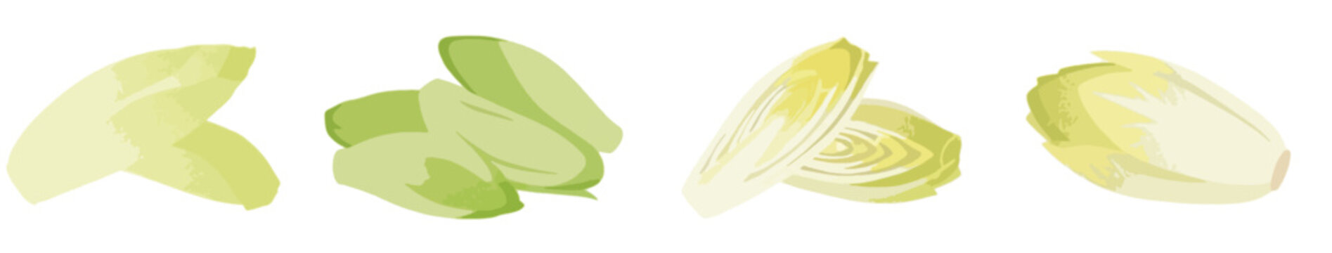 Fresh Belgian endive set, chicory leaves and sliced witloof vegetable for healthy salad vector illustration.