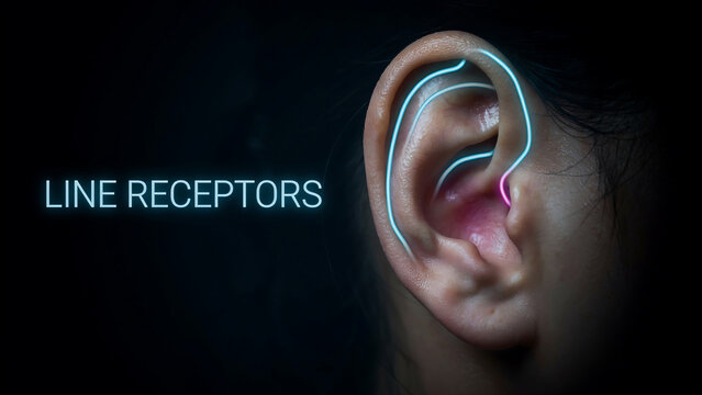 Closeup view of human ear anatomy showcasing the line receptors with glowing detail emphasizing their structure in vibrant colors