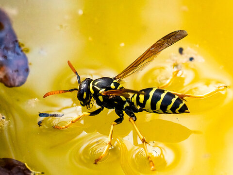 A yellow jacket wasp (Vespinae) standing on the surface of yellow-tinted water, using their legs to distribute their weight and sip water, observing the principles of surface tension in nature