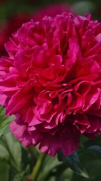 Close-up of a vibrant pink peony flower in bloom