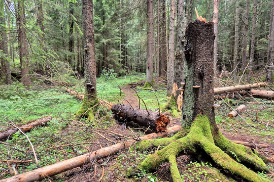 In the old forest