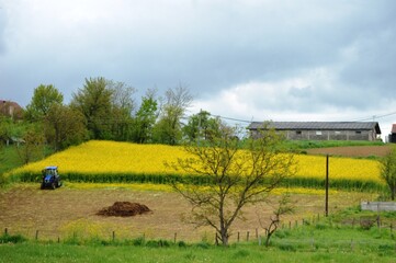 Fototapeta premium rapeseed field and blue tractor