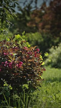 Blooming Weigela Florida Shrubs With Dark Leaves and Pink Flowers