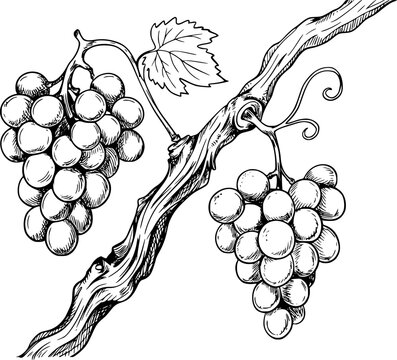 Tinta detallada en blanco y negro de dos racimos de uvas maduras colgando de una rama de vid texturizada