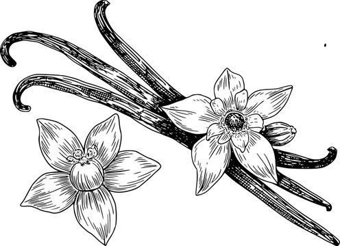 L&iacute;nea detallada en blanco y negro de flores de orqu&iacute;dea de vainilla y vainas de vainilla secas aisladas