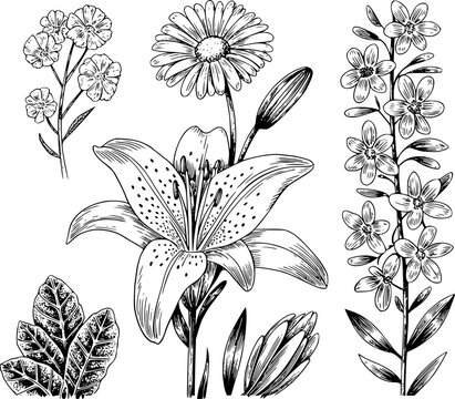 Conjunto bot&aacute;nico detallado dibujado a mano con varias flores silvestres y flores de lirio en blanco y negro