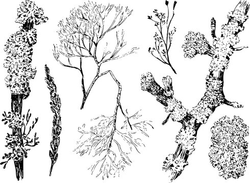Bot&aacute;nico detallado de varias especies de l&iacute;quenes y ramas de &aacute;rboles musgosas en un estilo vintage blanco y negro