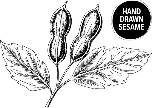 Dibujado a mano de una rama de planta de s&eacute;samo con vainas de semillas y hojas en un estilo bot&aacute;nico vintage