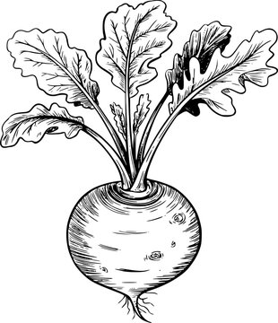 Dibujo a mano de un nabo fresco o vegetal de remolacha con hojas verdes aislado sobre fondo blanco