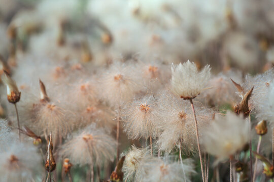 Polar flowers