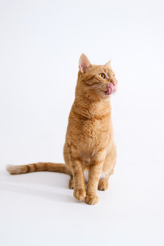 Ginger cat isolated on white background loafing. Pets at home.