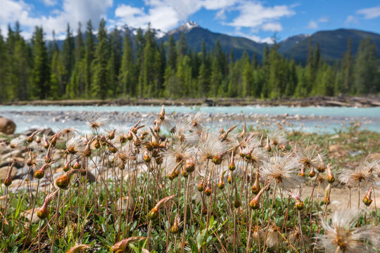 Sunny meadow