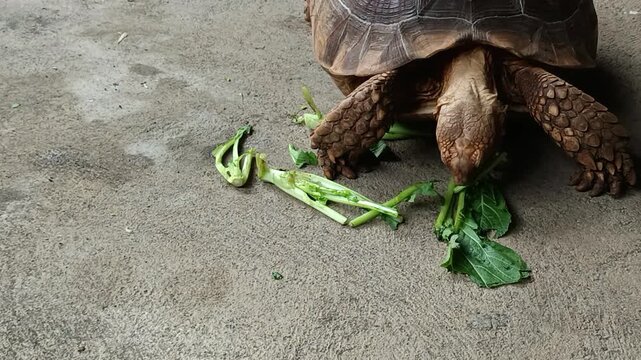 African Sulcata Tortoise Eating Fresh Mustard Greens in Natural Outdoor Habitat with Healthy Herbivore Feeding Behavior and Wildlife Close Up