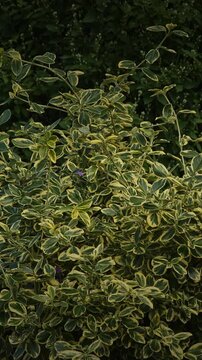 Euonymus fortunei. The shrub features vibrant green leaves with broad, striking golden-yellow