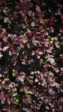 Dense Dark Purple Leaves of Berberis Thunbergii Red Rocket Shrub