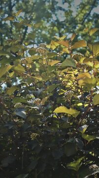Dark Burgundy Foliage and Flower Buds of Physocarpus Opulifolius Diabolo