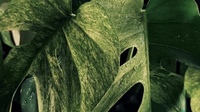 Close up video of dark green wet rare variegated leaves with water drops swaying gently in the breeze.
