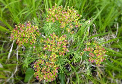 Zypressen-Wolfsmilch - Cypress Spurge - Euphorbia cyparissias