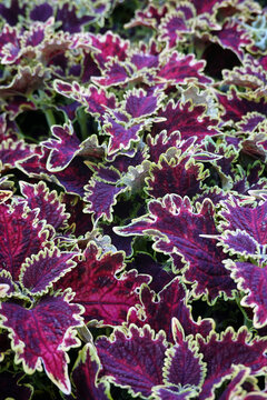 Plectranthus scultellaioides - Buntnessel - Coleus