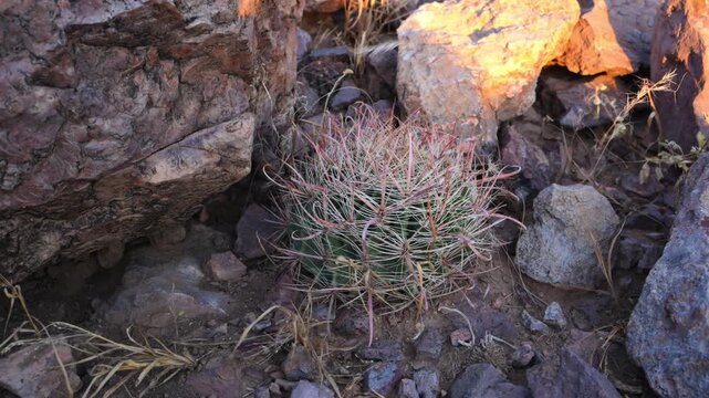 New Mexico, A young barrel cactus (Ferocactus spp.) growing among a rocky desert landscape.