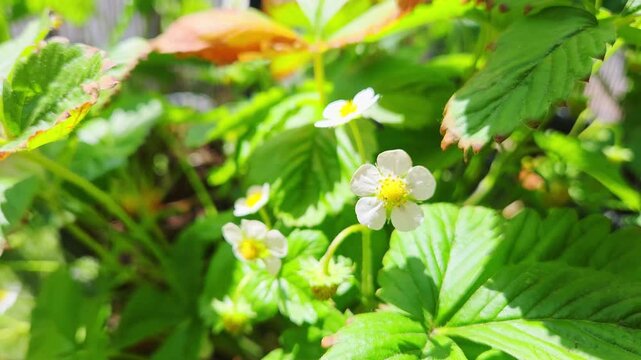 White strawberry flowers bloom among vibrant green leaves in a sunny garden, showcasing the natural beauty of fruit-bearing plants in a lush environment