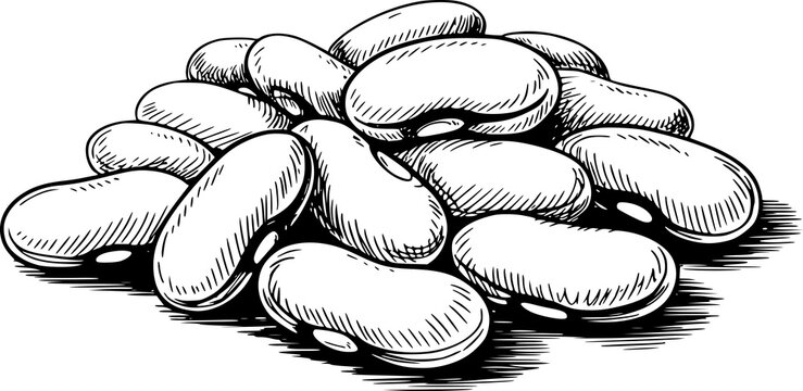Un dibujo a mano detallado en blanco y negro de una peque&ntilde;a pila de frijoles rojos crudos aislados sobre fondo blanco