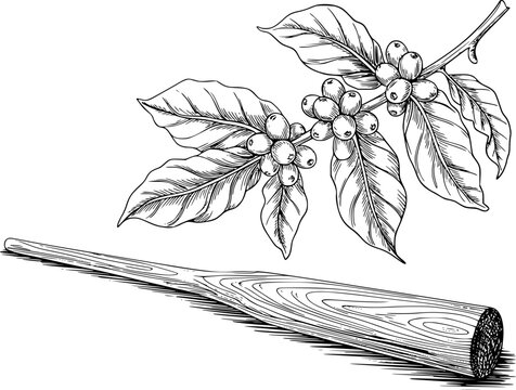 Una tinta detallada en blanco y negro con una rama de planta de caf&eacute; con bayas y una herramienta de madera
