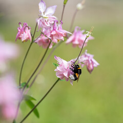  A bumblebee collecting nectar from aquilegia flower © AnnaKoo