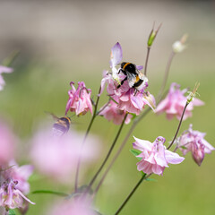 Bumblebees collecting nectar from aquilegia flower © AnnaKoo